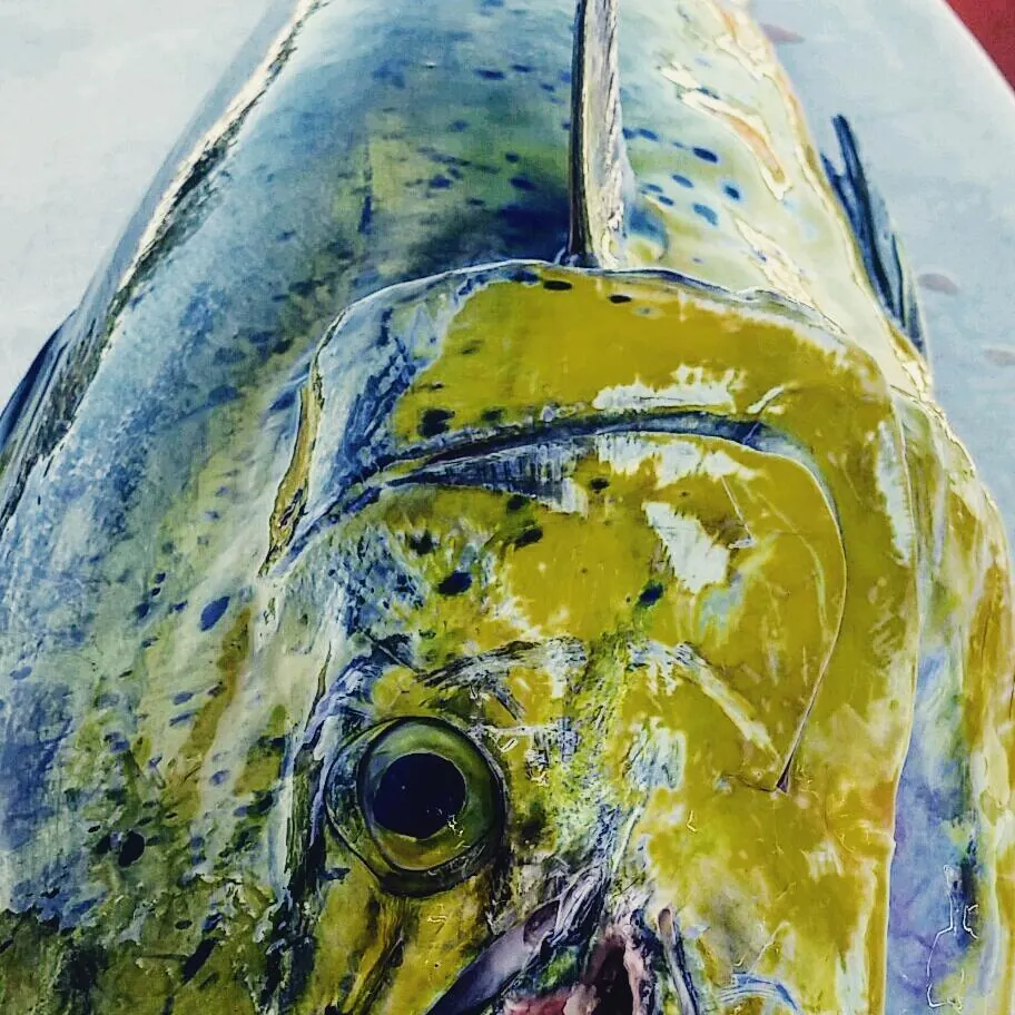 Close-up of a vibrant yellow and blue Mahi-mahi caught on a Key West fishing charter, showcasing its distinctive colors and patterns.